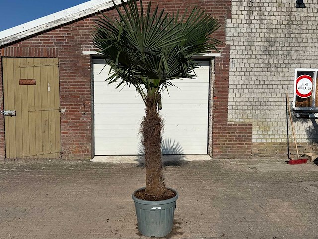 Chinese waaierpalm xxl - trachycarpus fortunei - hoogte ca 280cm - afbeelding 1 van  6