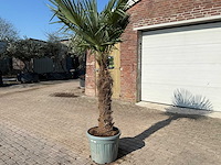 Chinese waaierpalm xxl - trachycarpus fortunei - hoogte ca 280cm - afbeelding 2 van  6