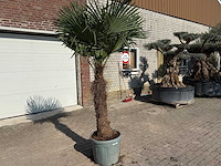 Chinese waaierpalm xxl - trachycarpus fortunei - hoogte ca 280cm - afbeelding 3 van  6