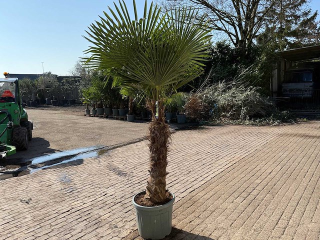Chinese waaierpalm xxl - trachycarpus fortunei - hoogte ca 280cm - afbeelding 4 van  6