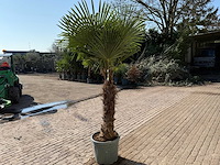Chinese waaierpalm xxl - trachycarpus fortunei - hoogte ca 280cm - afbeelding 4 van  6