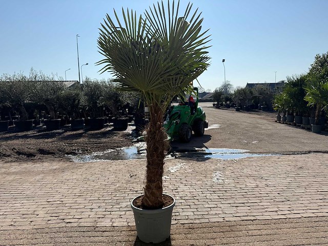 Chinese waaierpalm xxl - trachycarpus fortunei - hoogte ca 280cm - afbeelding 5 van  6