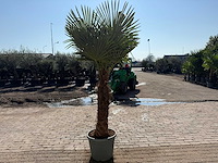 Chinese waaierpalm xxl - trachycarpus fortunei - hoogte ca 280cm - afbeelding 5 van  6