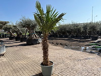 Chinese waaierpalm xxl - trachycarpus fortunei - hoogte ca 280cm - afbeelding 6 van  6