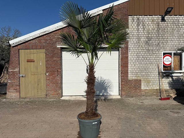 Chinese waaierpalm xxxl - trachycarpus fortunei - hoogte ca 300cm - afbeelding 1 van  6