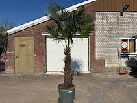 Chinese waaierpalm xxxl - trachycarpus fortunei - hoogte ca 300cm - afbeelding 1 van  6