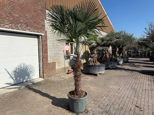 Chinese waaierpalm xxxl - trachycarpus fortunei - hoogte ca 300cm - afbeelding 2 van  6