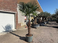 Chinese waaierpalm xxxl - trachycarpus fortunei - hoogte ca 300cm - afbeelding 2 van  6