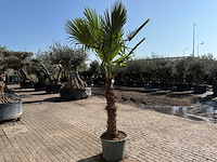 Chinese waaierpalm xxxl - trachycarpus fortunei - hoogte ca 300cm - afbeelding 3 van  6