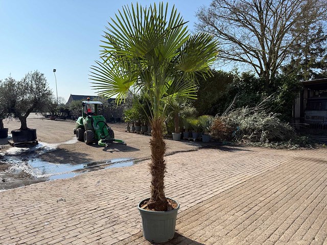 Chinese waaierpalm xxxl - trachycarpus fortunei - hoogte ca 300cm - afbeelding 4 van  6