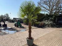 Chinese waaierpalm xxxl - trachycarpus fortunei - hoogte ca 300cm - afbeelding 4 van  6