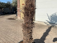 Chinese waaierpalm xxxl - trachycarpus fortunei - hoogte ca 300cm - afbeelding 5 van  6