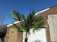 Chinese waaierpalm xxxl - trachycarpus fortunei - hoogte ca 300cm - afbeelding 6 van  6