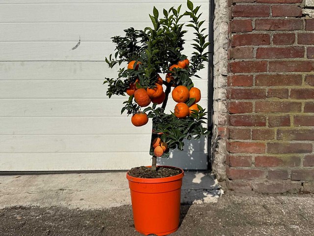 Chinottoboom - citrus chinotto - hoogte ca. 70 cm - afbeelding 1 van  5
