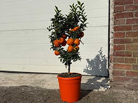 Chinottoboom - citrus chinotto - hoogte ca. 70 cm - afbeelding 2 van  5