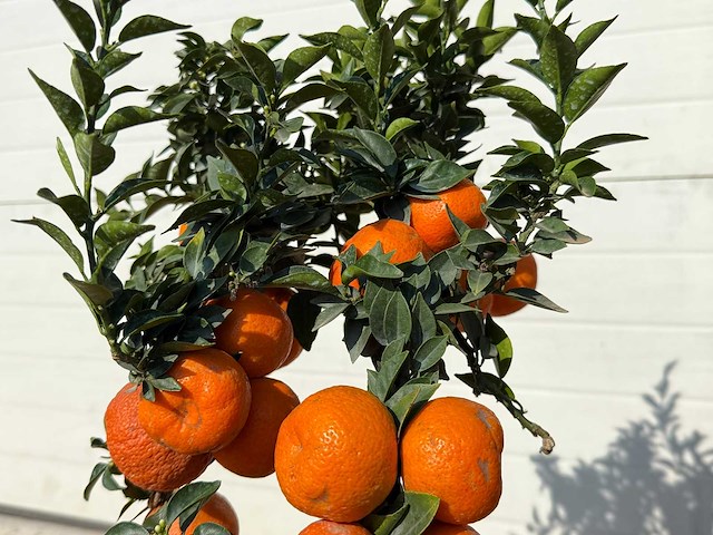 Chinottoboom - citrus chinotto - hoogte ca. 70 cm - afbeelding 5 van  6