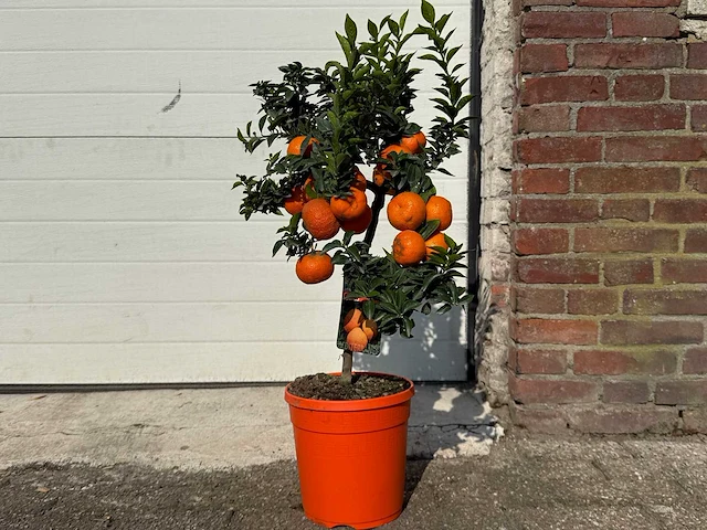 Chinottoboom - citrus chinotto - hoogte ca. 70 cm - afbeelding 1 van  6