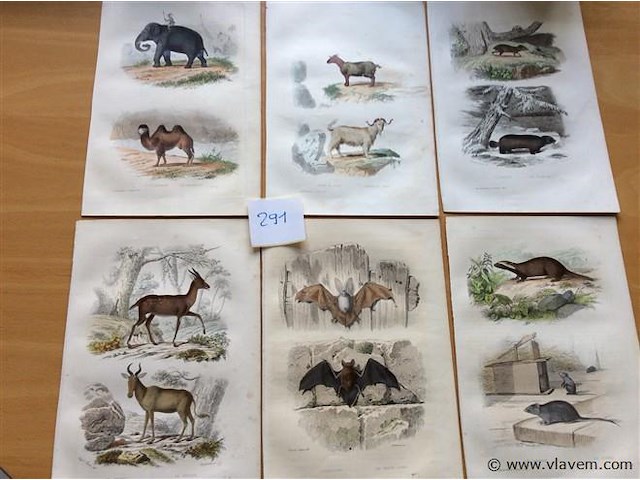 Chroom litho dieren - afbeelding 1 van  3