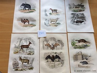 Chroom litho dieren - afbeelding 1 van  3