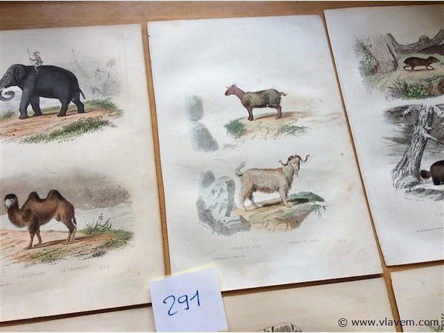 Chroom litho dieren - afbeelding 2 van  3