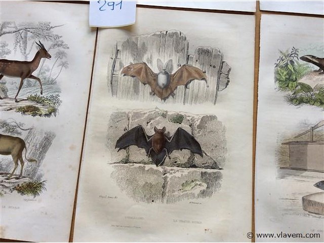 Chroom litho dieren - afbeelding 3 van  3