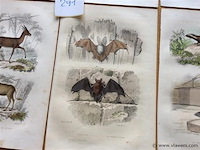 Chroom litho dieren - afbeelding 3 van  3