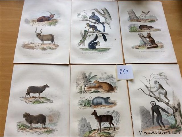 Chroom litho dieren - afbeelding 1 van  3