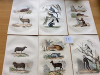 Chroom litho dieren - afbeelding 1 van  3