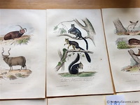 Chroom litho dieren - afbeelding 2 van  3