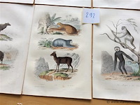 Chroom litho dieren - afbeelding 3 van  3