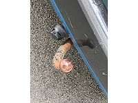 Citroen - c3 picasso - 1.6 vti aura - car - 2009 - afbeelding 11 van  24