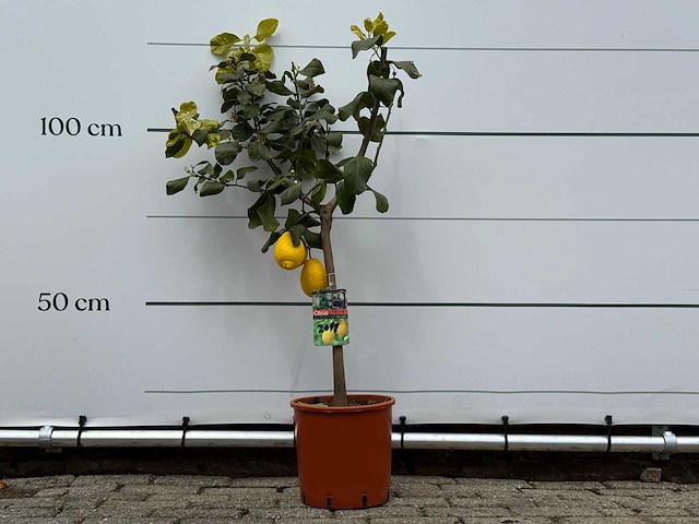 Citroenboom - citrus limon - hoogte ca. 125 cm - afbeelding 1 van  4