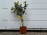 Citroenboom - citrus limon - hoogte ca. 125 cm - afbeelding 1 van  4