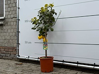 Citroenboom - citrus limon - hoogte ca. 125 cm - afbeelding 2 van  4