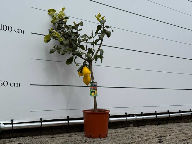 Citroenboom - citrus limon - hoogte ca. 125 cm - afbeelding 3 van  4