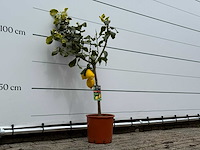 Citroenboom - citrus limon - hoogte ca. 125 cm - afbeelding 3 van  4