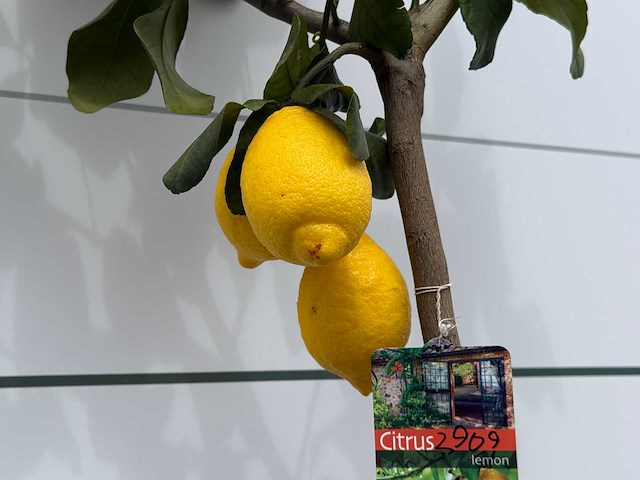 Citroenboom - citrus limon - hoogte ca. 125 cm - afbeelding 4 van  4