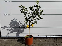 Citroenboom - citrus limon - hoogte ca. 150 cm - afbeelding 1 van  3