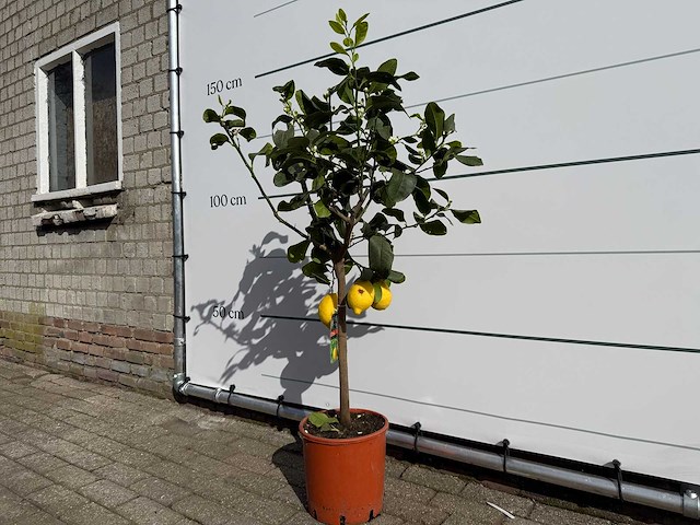 Citroenboom - citrus limon - hoogte ca. 150 cm - afbeelding 2 van  3