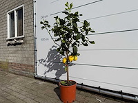Citroenboom - citrus limon - hoogte ca. 150 cm - afbeelding 2 van  3