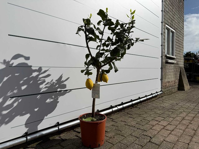 Citroenboom - citrus limon - hoogte ca. 150 cm - afbeelding 3 van  3