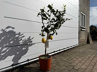 Citroenboom - citrus limon - hoogte ca. 150 cm - afbeelding 3 van  3