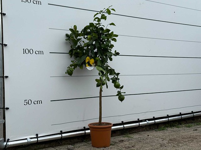 Citroenboom - citrus limon - hoogte ca. 150 cm - afbeelding 1 van  1