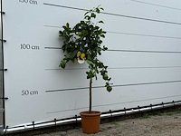 Citroenboom - citrus limon - hoogte ca. 150 cm - afbeelding 1 van  1