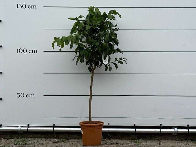 Citroenboom - citrus limon - hoogte ca. 150 cm - afbeelding 2 van  2
