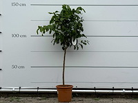 Citroenboom - citrus limon - hoogte ca. 150 cm - afbeelding 2 van  2