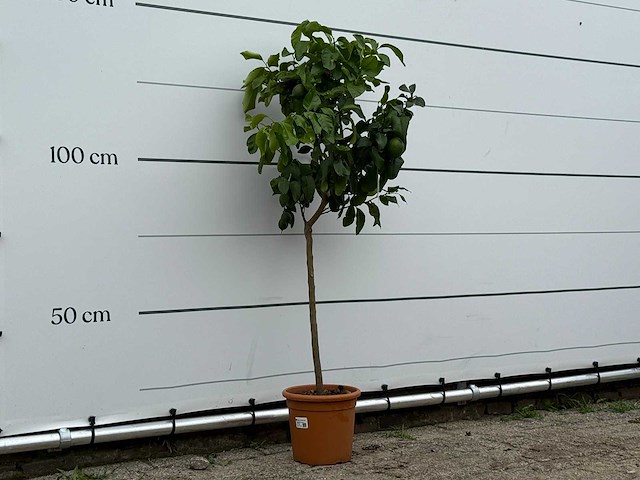 Citroenboom - citrus limon - hoogte ca. 150 cm - afbeelding 1 van  2