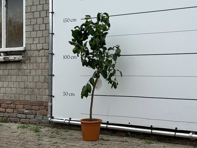 Citroenboom - citrus limon - hoogte ca. 150 cm - afbeelding 1 van  2