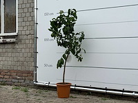 Citroenboom - citrus limon - hoogte ca. 150 cm - afbeelding 1 van  2