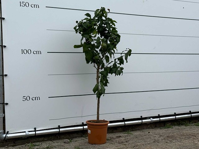 Citroenboom - citrus limon - hoogte ca. 150 cm - afbeelding 2 van  2